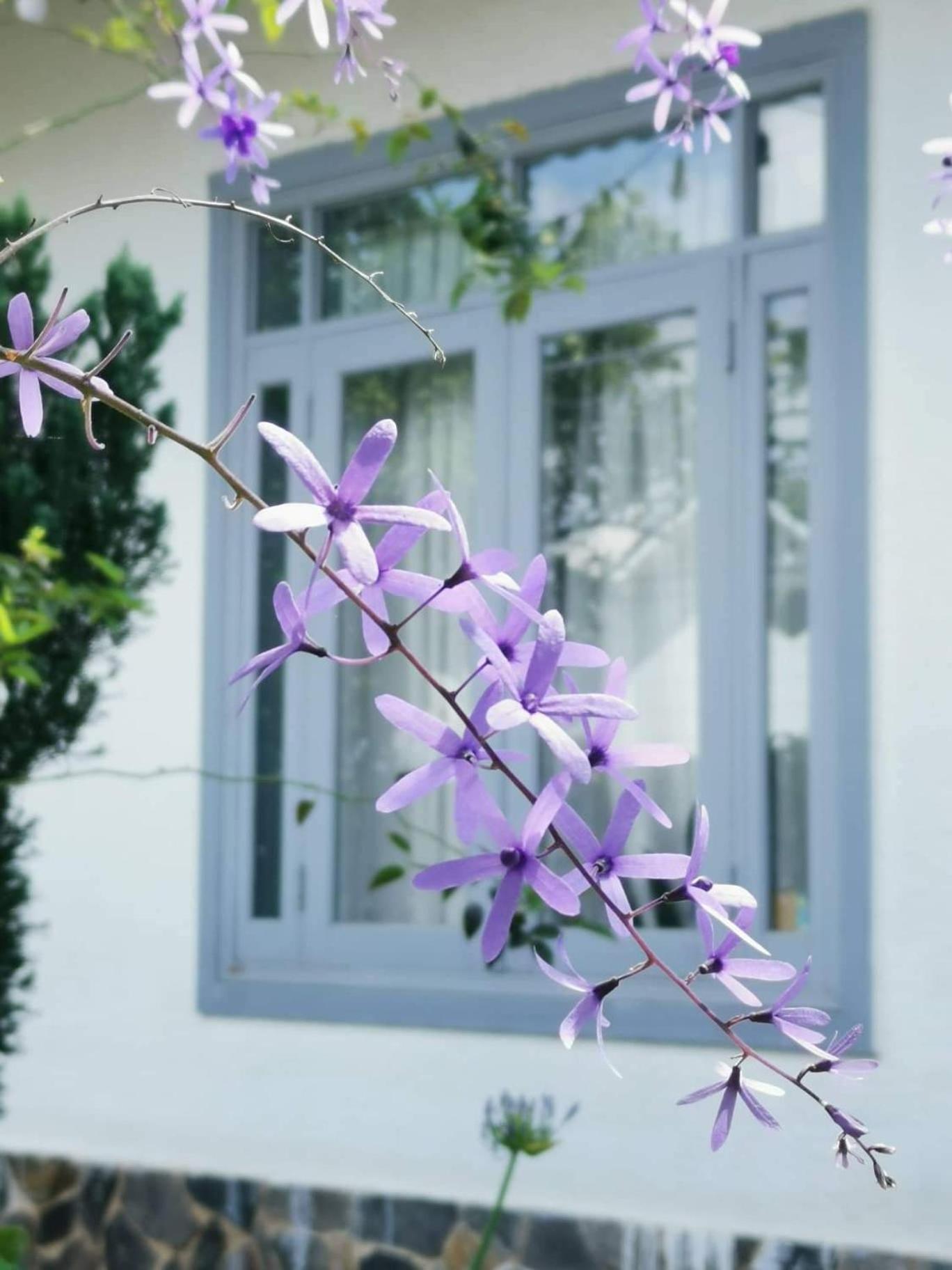 Tia Du Villa Homestay Da Lat Exterior photo